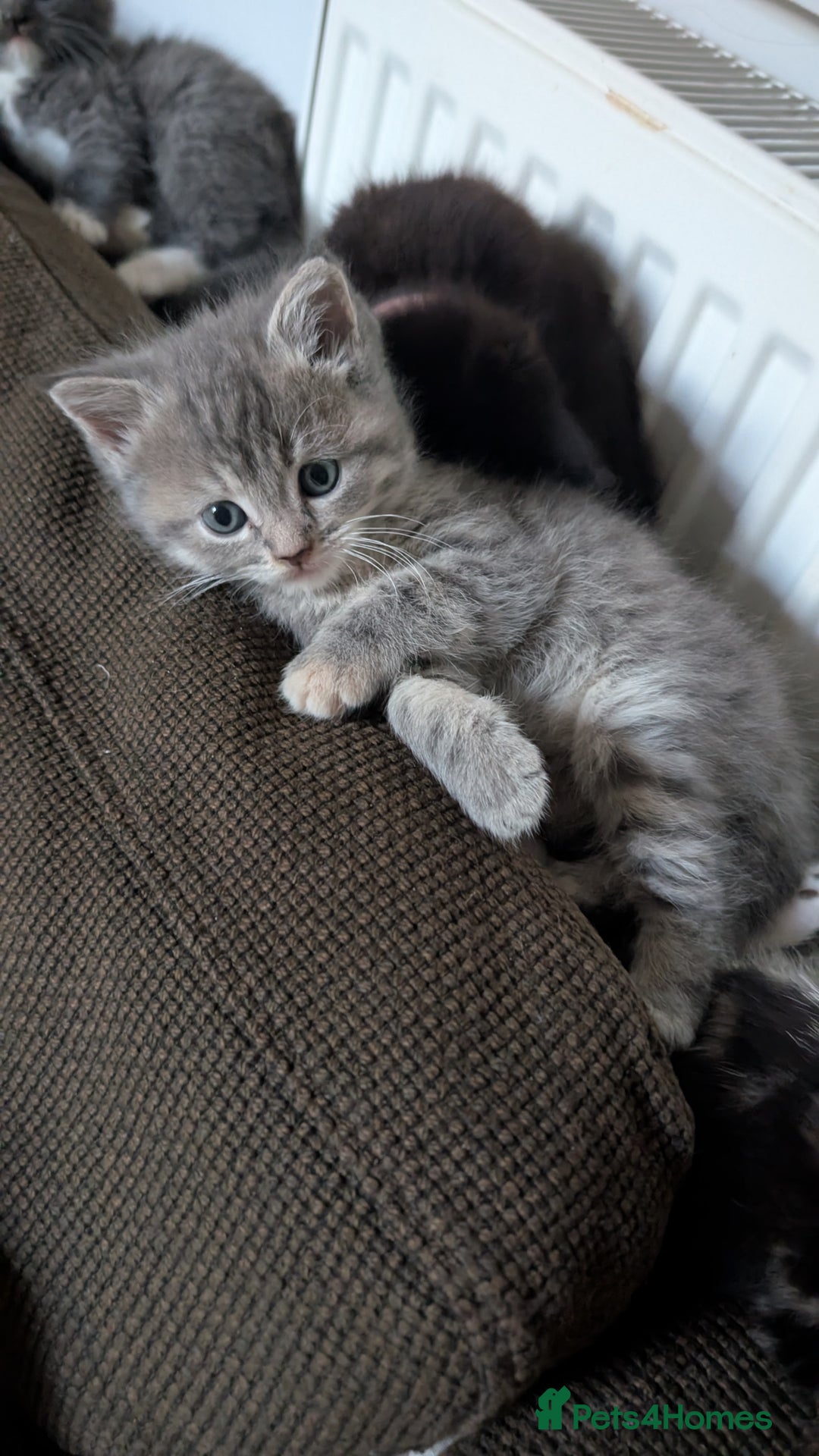 Mixed Breed cats for sale: Beautiful fluffy kittens, mum Persian X mainecoon  - Image 8