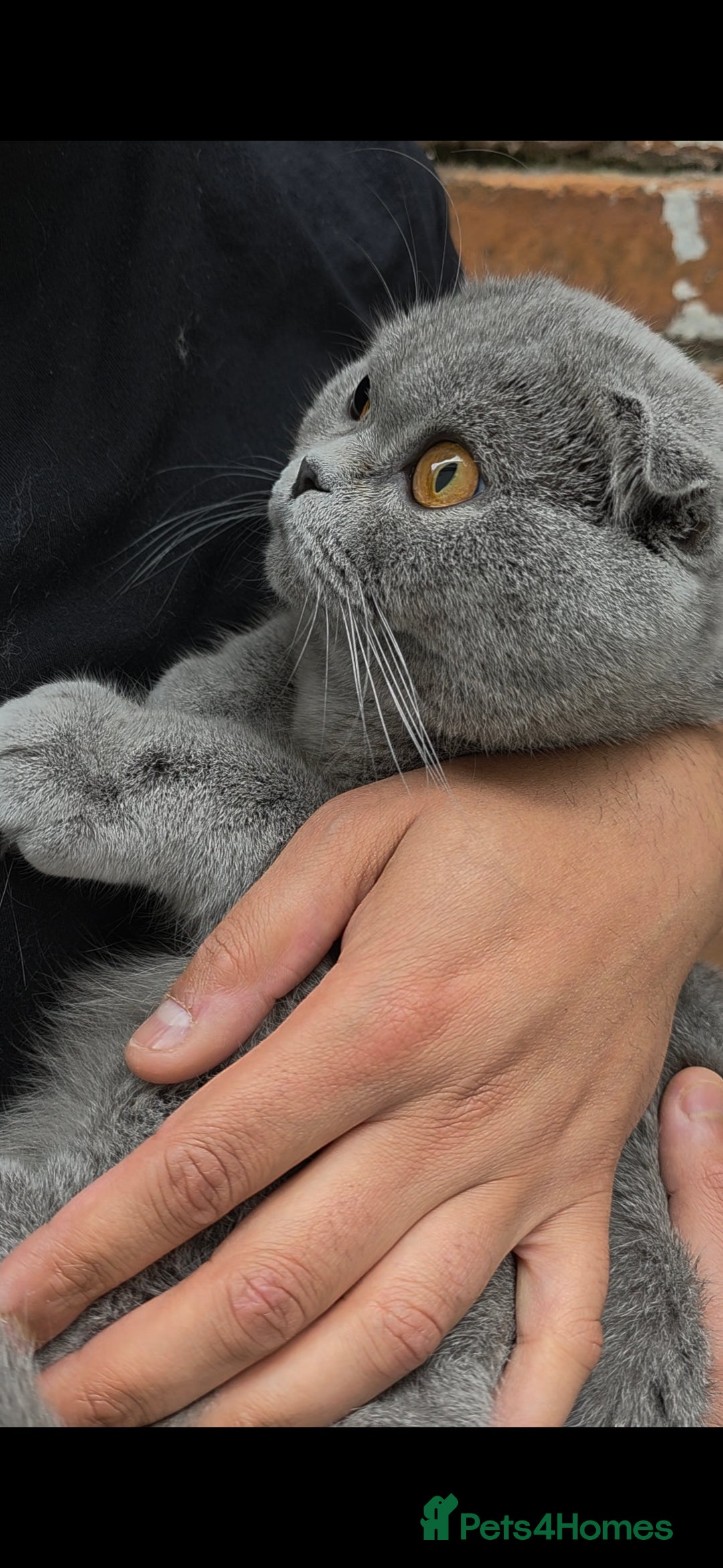 Scottish Fold cats for sale: ✨ Scottish Fold Female Kitten for Sale ✨ - Image 2