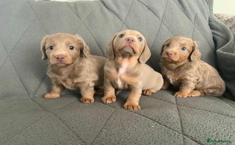 Miniature Dachshund dogs - Advert 9