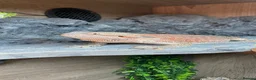 Bearded Dragon reptiles for sale: 9 month old bearded dragon for sale. - Advert 4