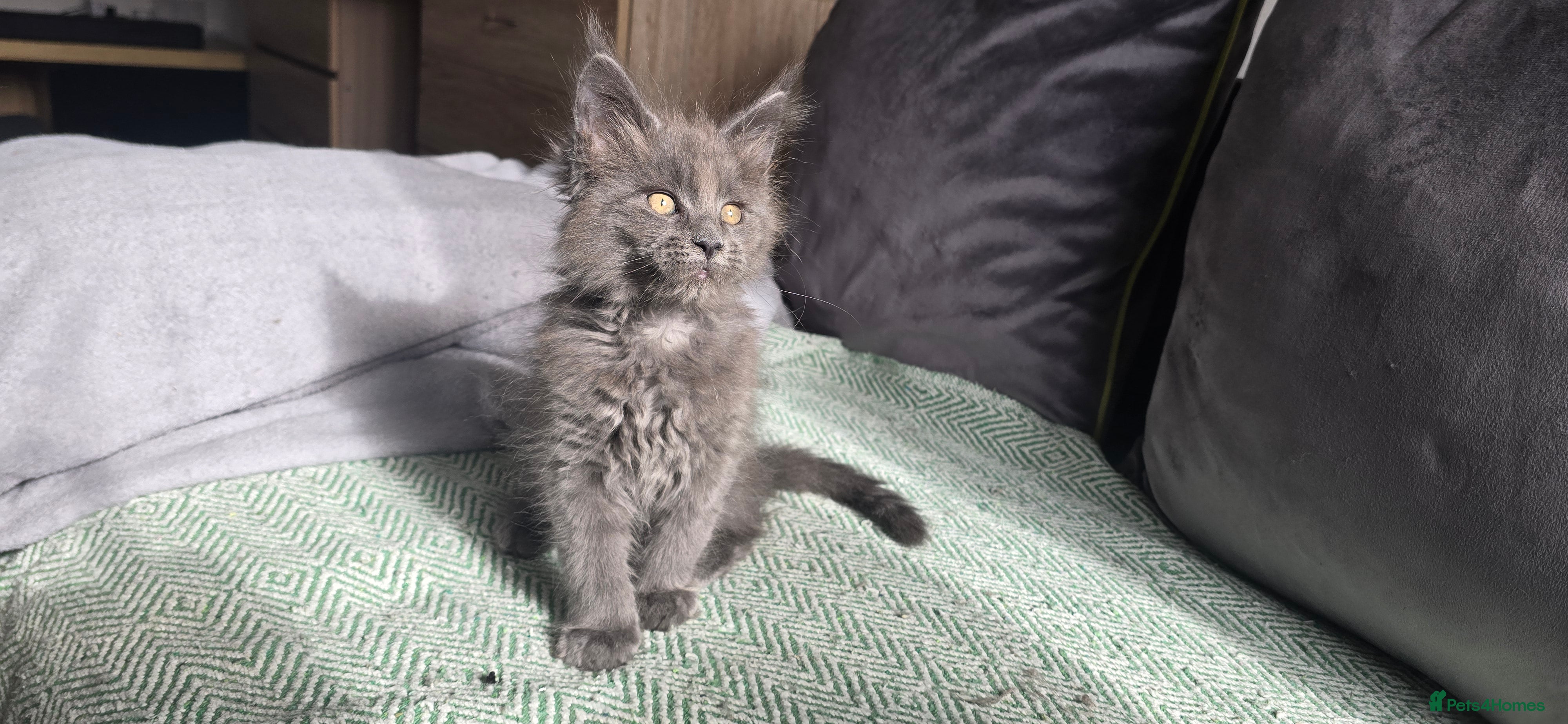 Maine Coon cats Maine coon kittens  - Advert 14