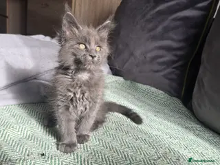 Maine Coon cats Maine coon kittens - Advert 14