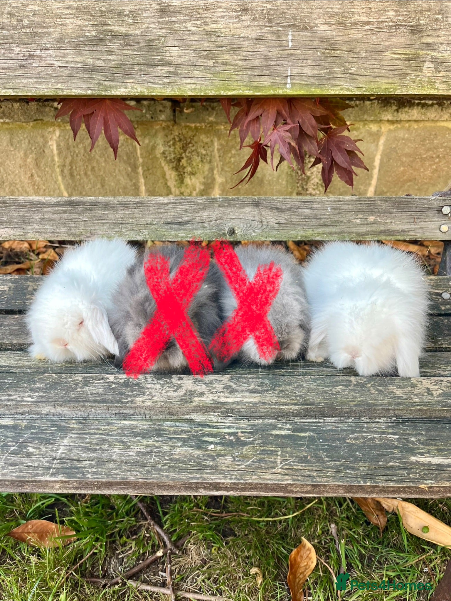 Mini Lion Lop rabbits * 2 left*  ready this weekend 24/25/26th July - Advert 1