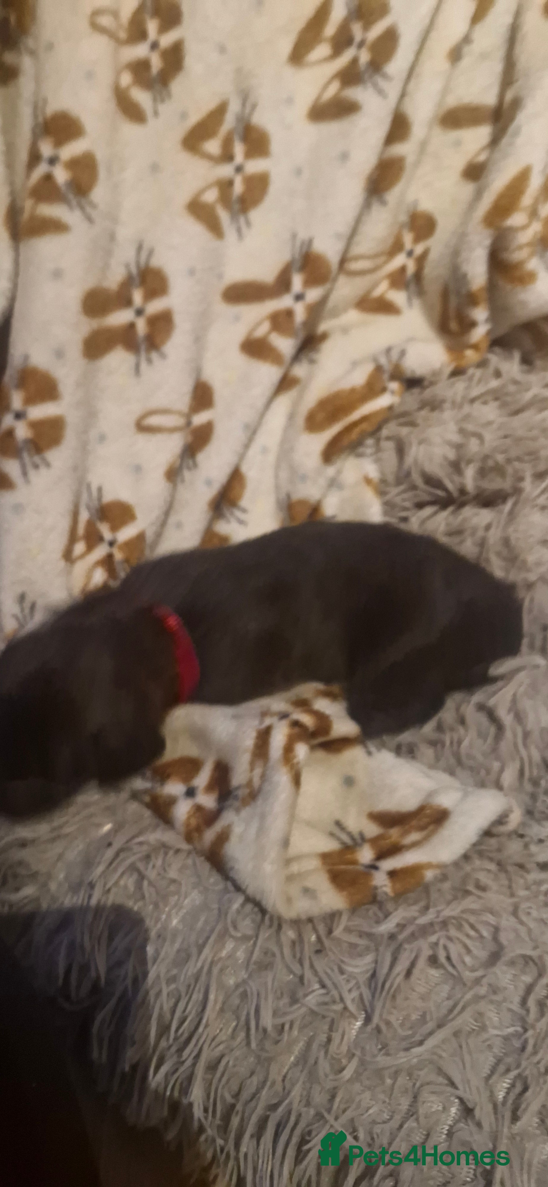 Mixed Breed dogs F1 Whippet Bedlington - Advert 5