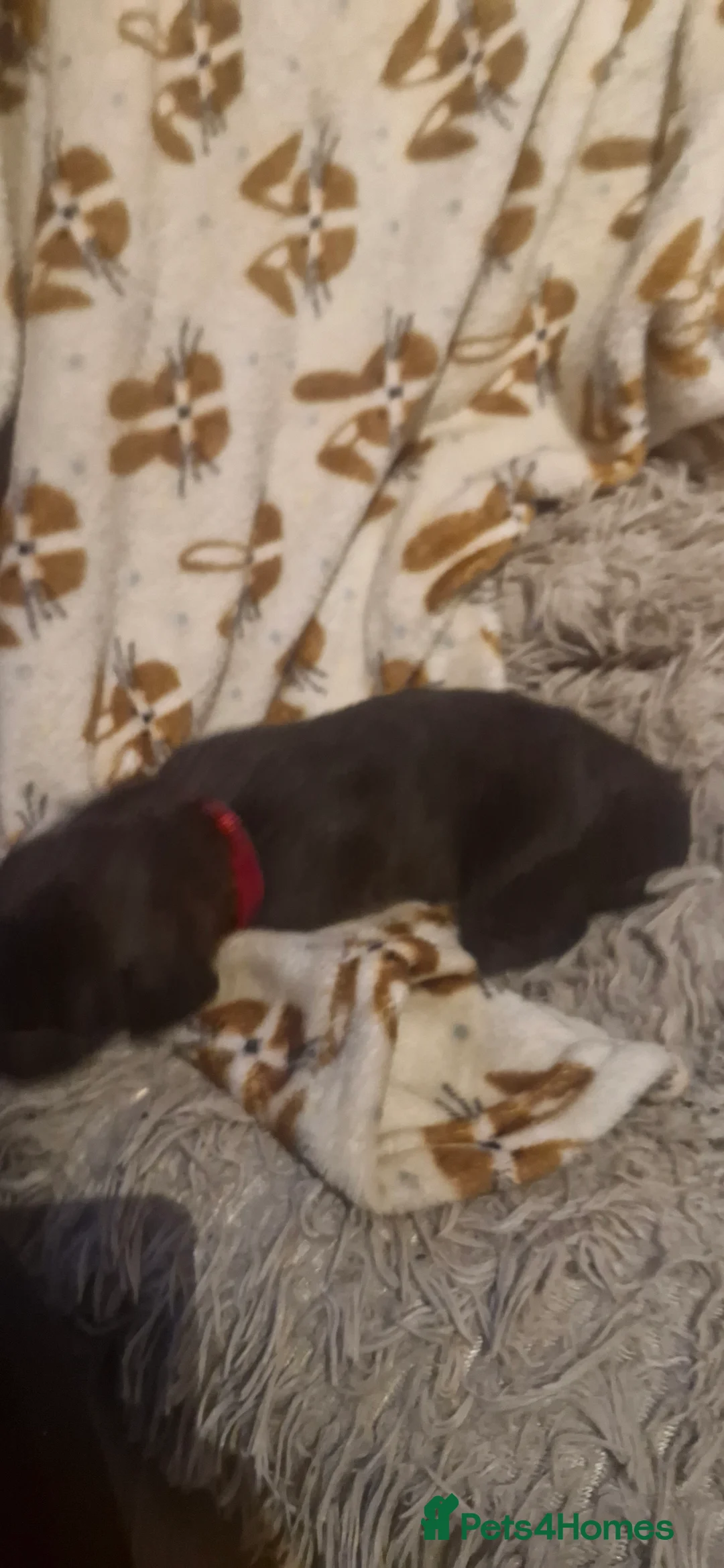 Mixed Breed dogs for sale: F1 Whippet Bedlington - Advert 1