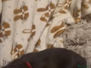 Mixed Breed dogs F1 Whippet Bedlington - Advert 5