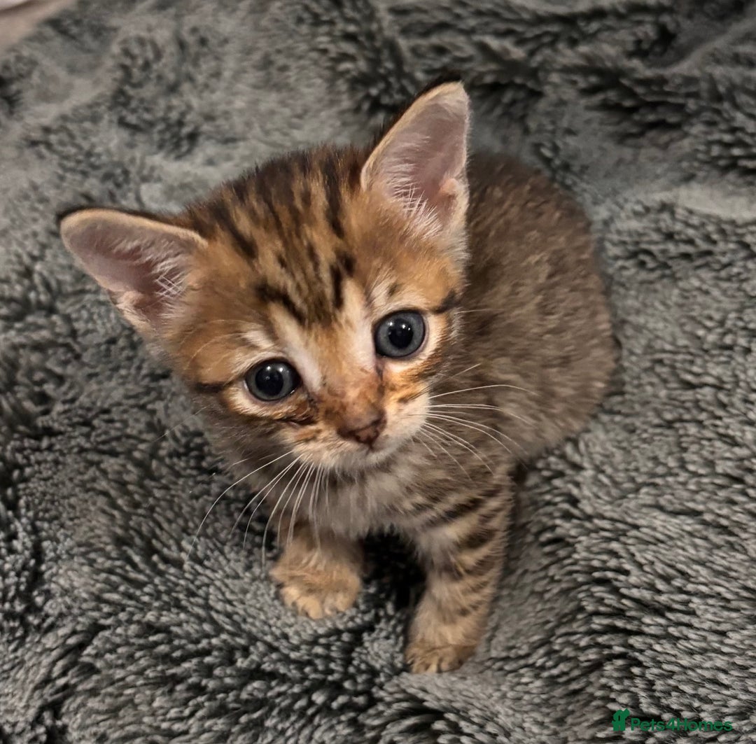 Mixed Breed cats for sale: 7 Gorgeous mixed kittens - Image 34