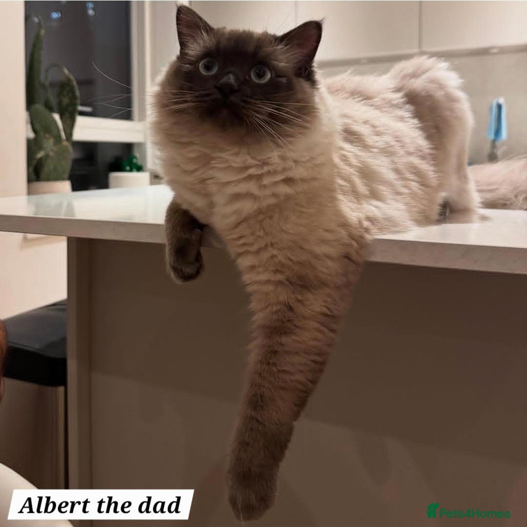 Ragdoll cats for sale: 🌸 Adorable Ragdoll Kittens 🌸 - Image 4