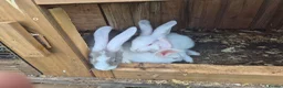 Mixed Breed rabbits for sale: Continetal  giant - Advert 4