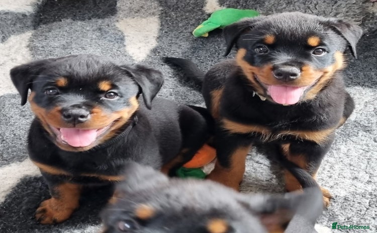 Rottweiler dogs - Advert 3