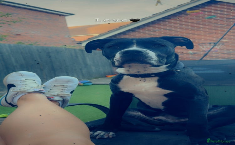 Mixed Breed dogs - Advert 9