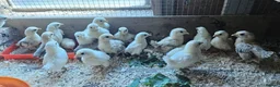 Chickens poultry for sale: 🐓 Serama Bantam Chickens 🐓 - Advert 5