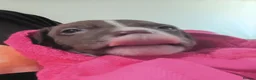 Mixed Breed dogs for sale: Staffy x presa x corso puppies  - Advert 16