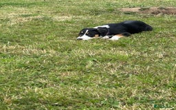 Mixed Breed dogs for sale: Collie x Lurcher Springer - Image 4