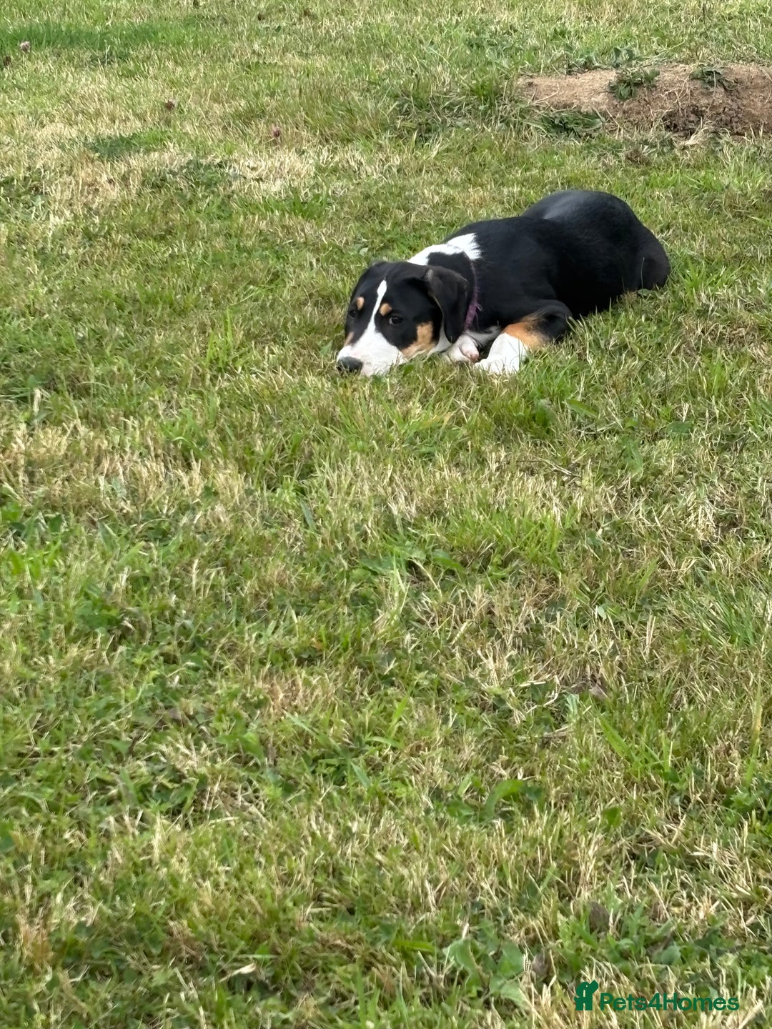 Mixed Breed dogs for sale: Collie x Lurcher Springer - Image 4