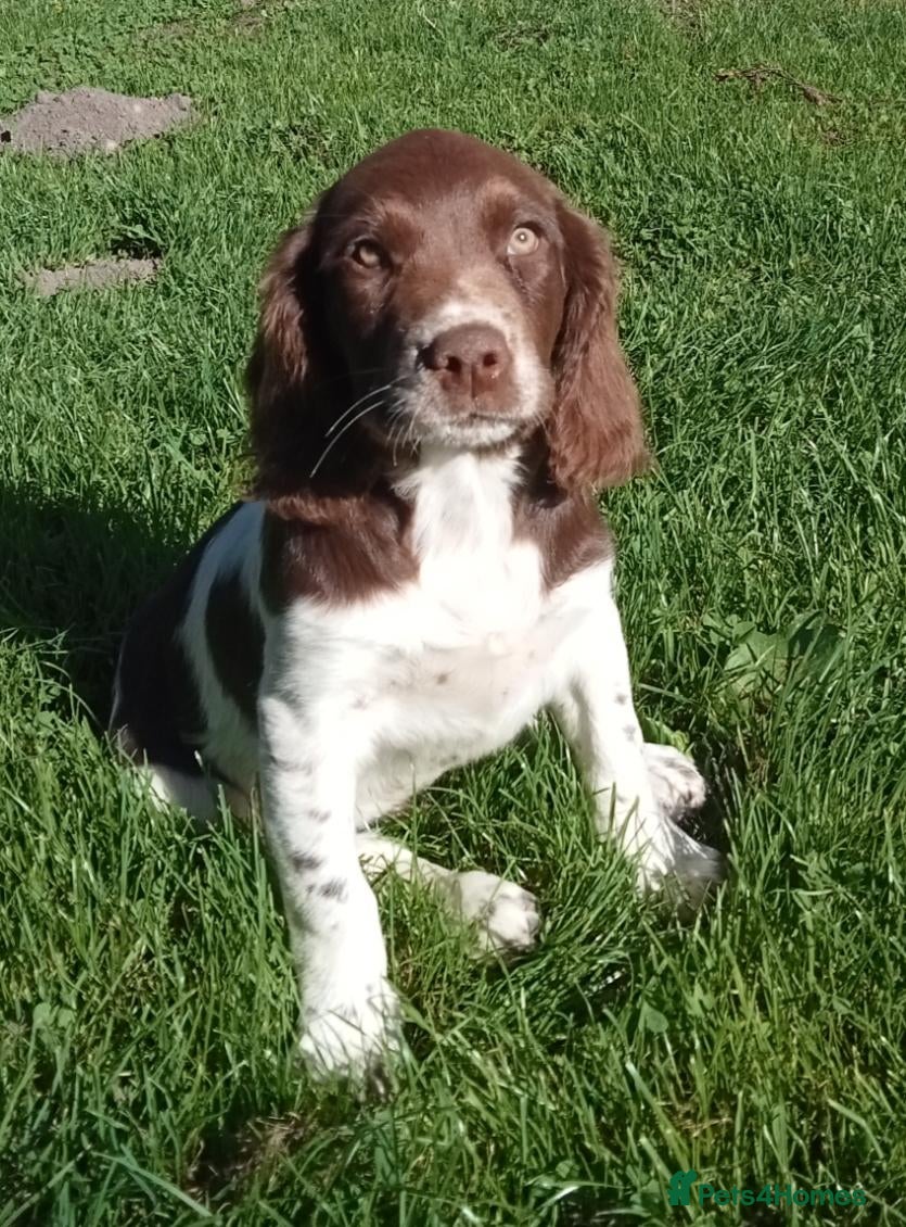 Mixed Breed dogs Last pup! - English Springer x Brittany    - Advert 1