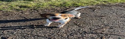 Beagle dogs for sale: Rehoming Charlie Boy  - Advert 1