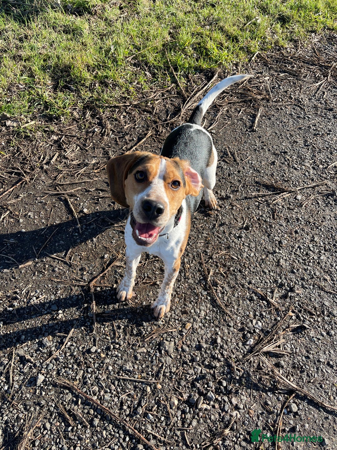 Beagle dogs for sale: Rehoming Charlie Boy  - Advert 1