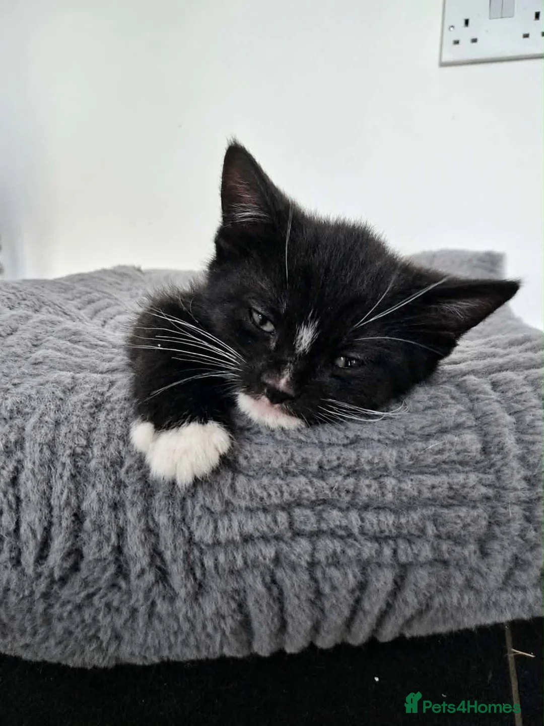 Mixed Breed cats for sale: 5 beautiful mixed with British shorthair  - Advert 13