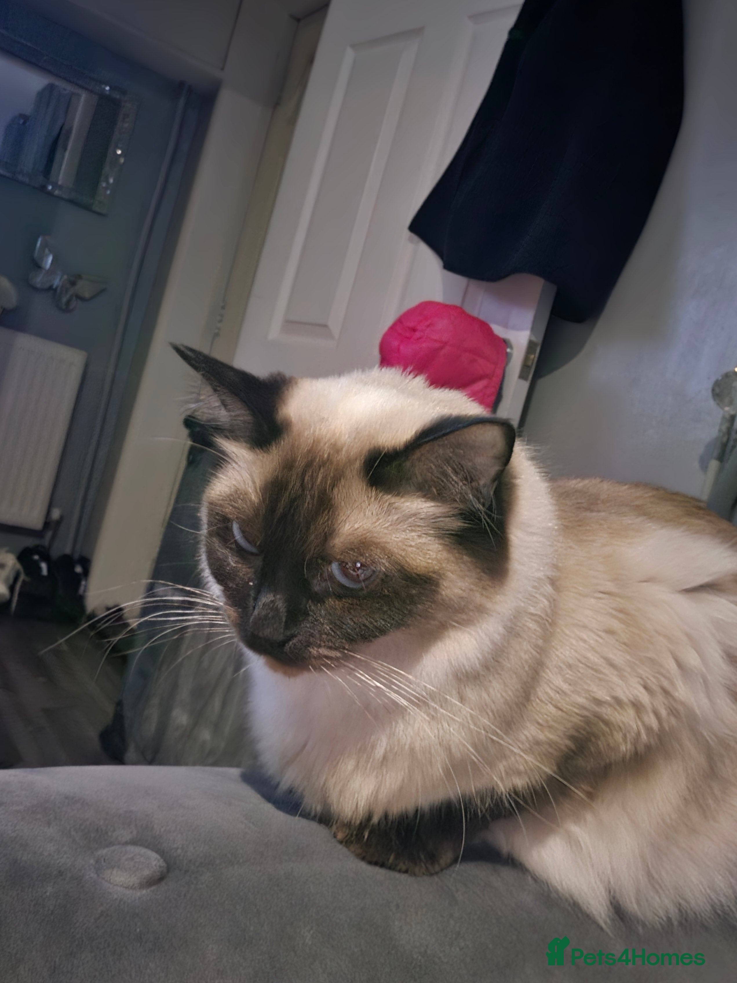 Ragdoll cats Pure ragdoll kittens  - Advert 1