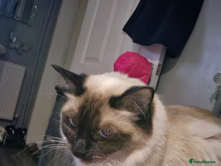 Ragdoll cats Pure ragdoll kittens - Advert 9