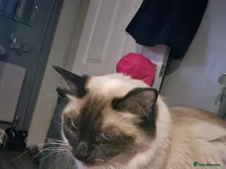 Ragdoll cats Pure ragdoll kittens - Advert 9