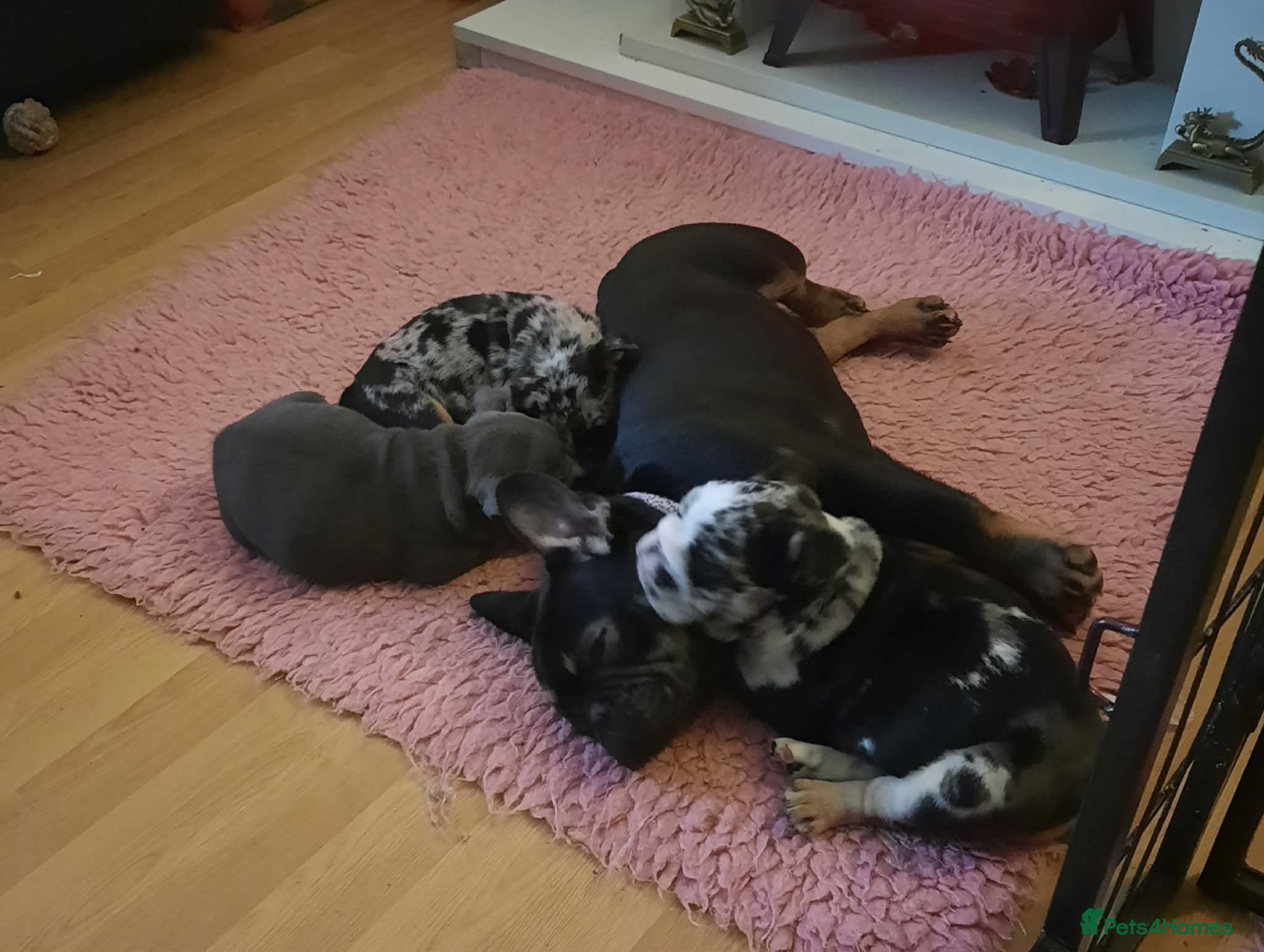 Bull Terrier dogs Bull Terrier  - Advert 2