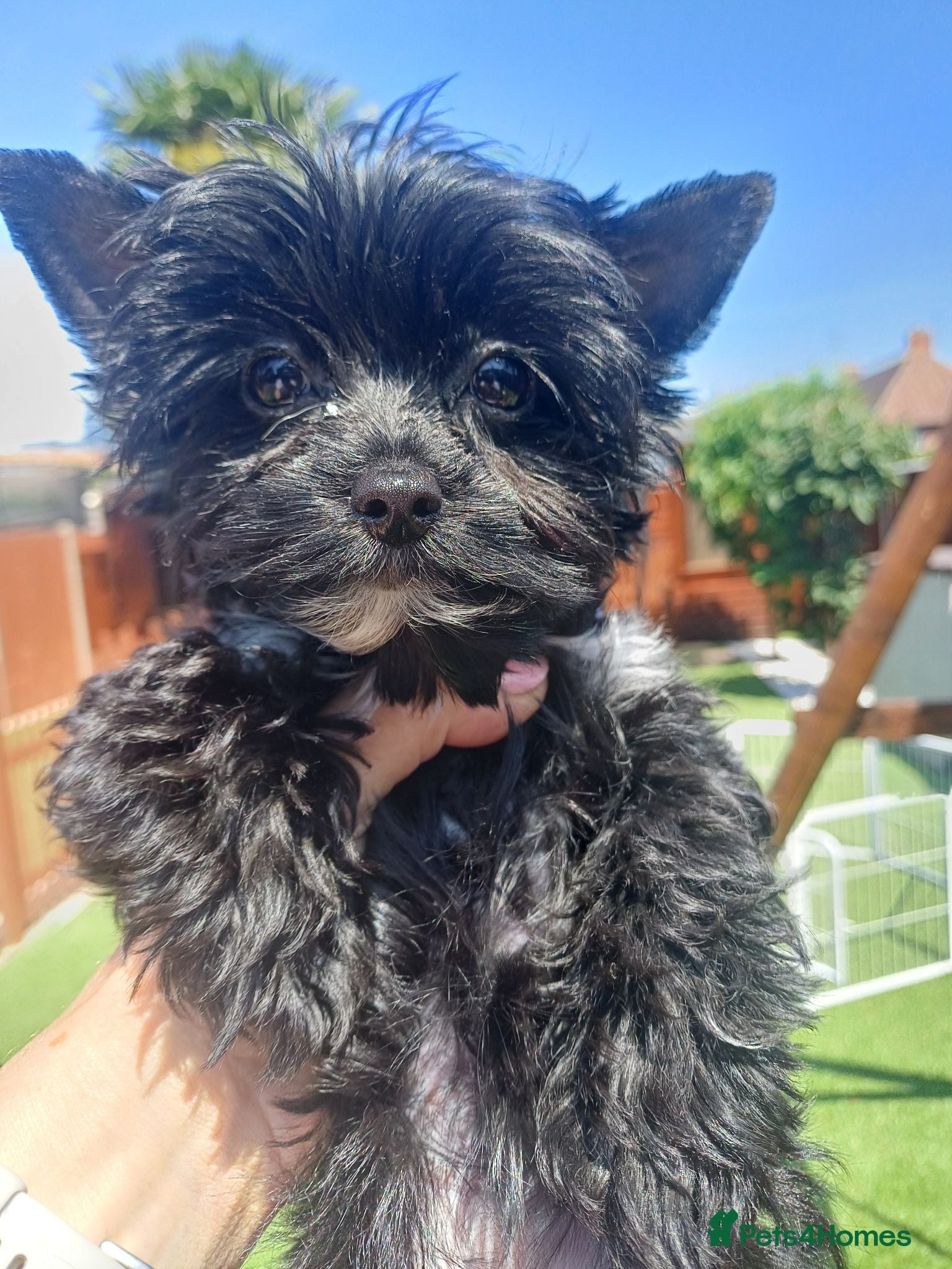 Yorkshire Terrier dogs LAST GIRL! Mini Black Yorkshire Terrier 🐶  - Advert 16