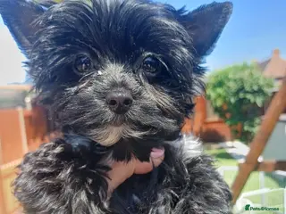 Yorkshire Terrier dogs LAST GIRL! Mini Black Yorkshire Terrier 🐶 - Advert 16