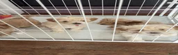 Mixed Breed dogs for sale: Cavamaltipoo puppies for sale - Advert 4