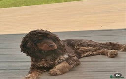Cocker Spaniel dogs for sale: Show cockers champion bloodlines. simbawood lines. - Image 4