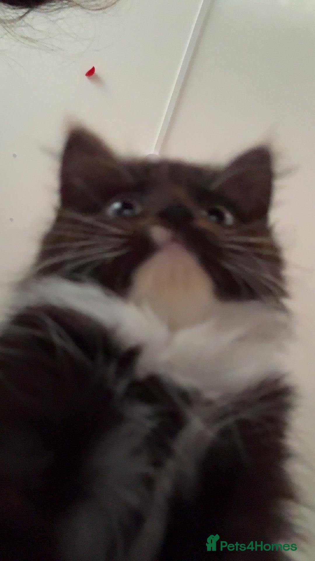 Mixed Breed cats for sale: 3 beautiful kittens available  - Advert 15