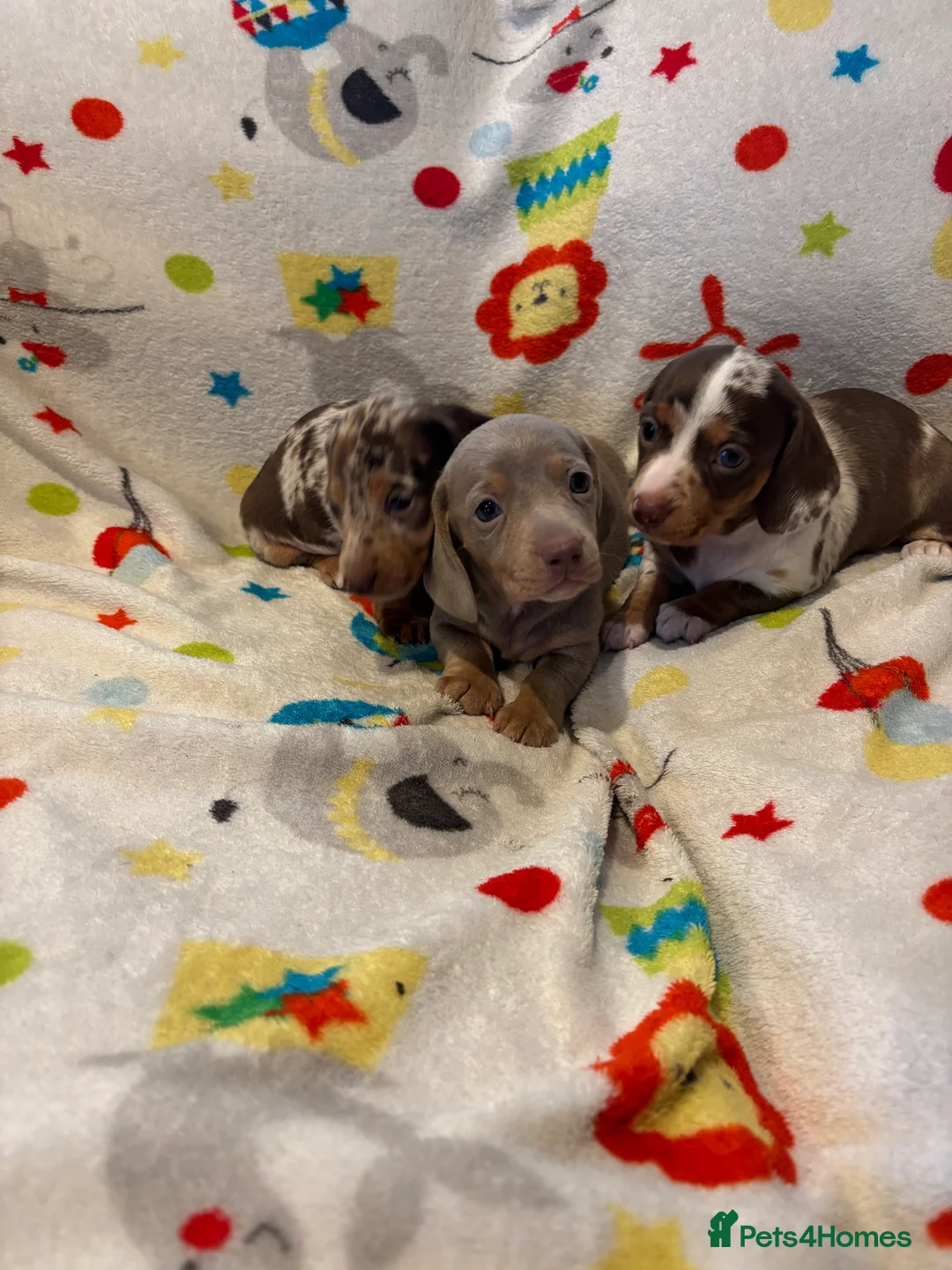 Miniature Dachshund dogs for sale: Miniature dachshund  - Advert 3