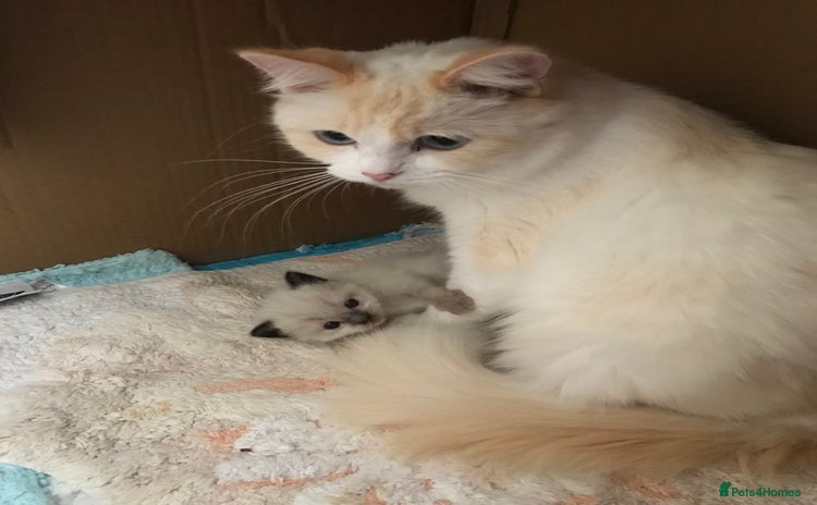 Ragdoll cats - Advert 11