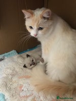 Ragdoll cats - Advert 15