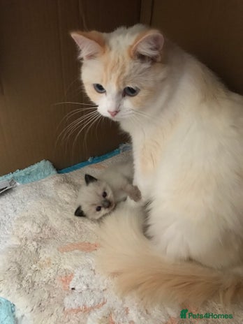 Ragdoll cats - Advert 4