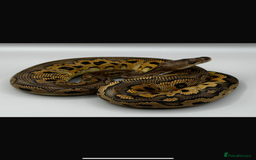 Python Snake reptiles for sale: Ball Pythons and Rack  - Image 1