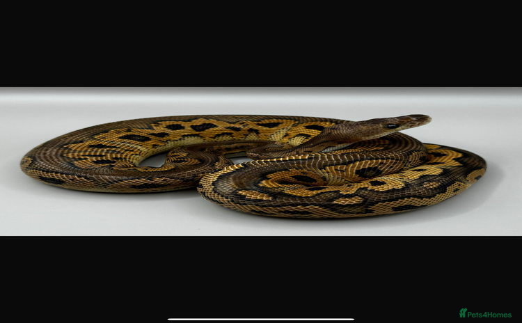 Python Snake reptiles - Advert 1