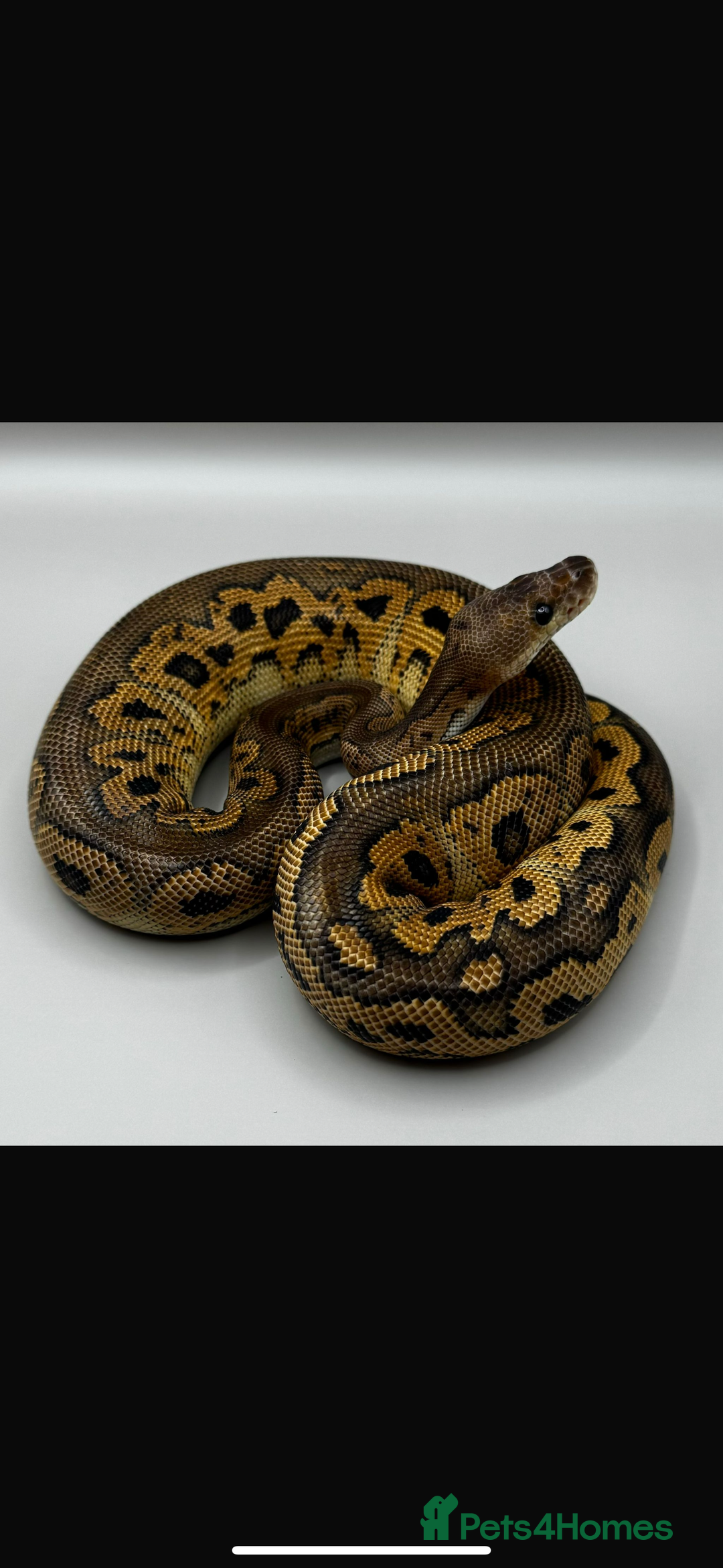 Python Snake reptiles for sale: Ball Pythons and Rack  - Image 1