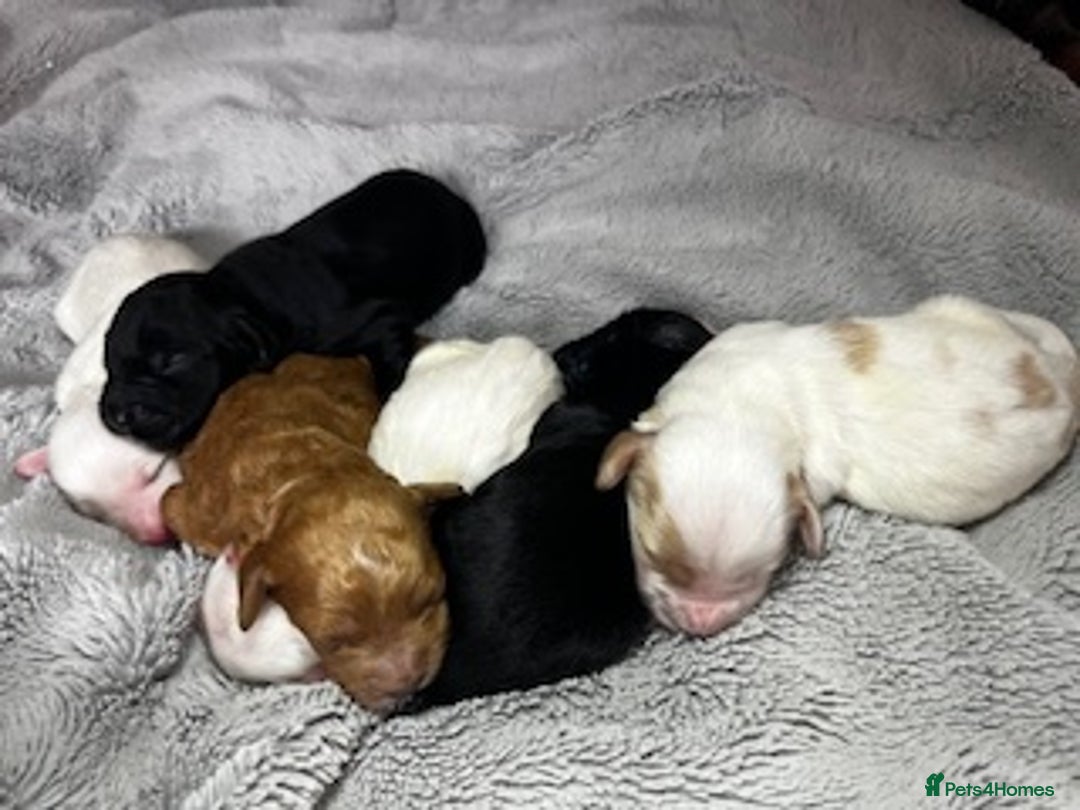 Australian Labradoodle dogs for sale: 6 Gorgeous Australian Labradoodle Puppies - Image 14