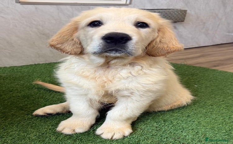 Golden Retriever dogs - Advert 10
