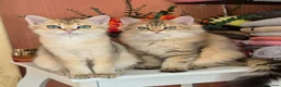 British Longhair cats for sale: British Longhair/Shorthair black golden shaded  - Advert 10