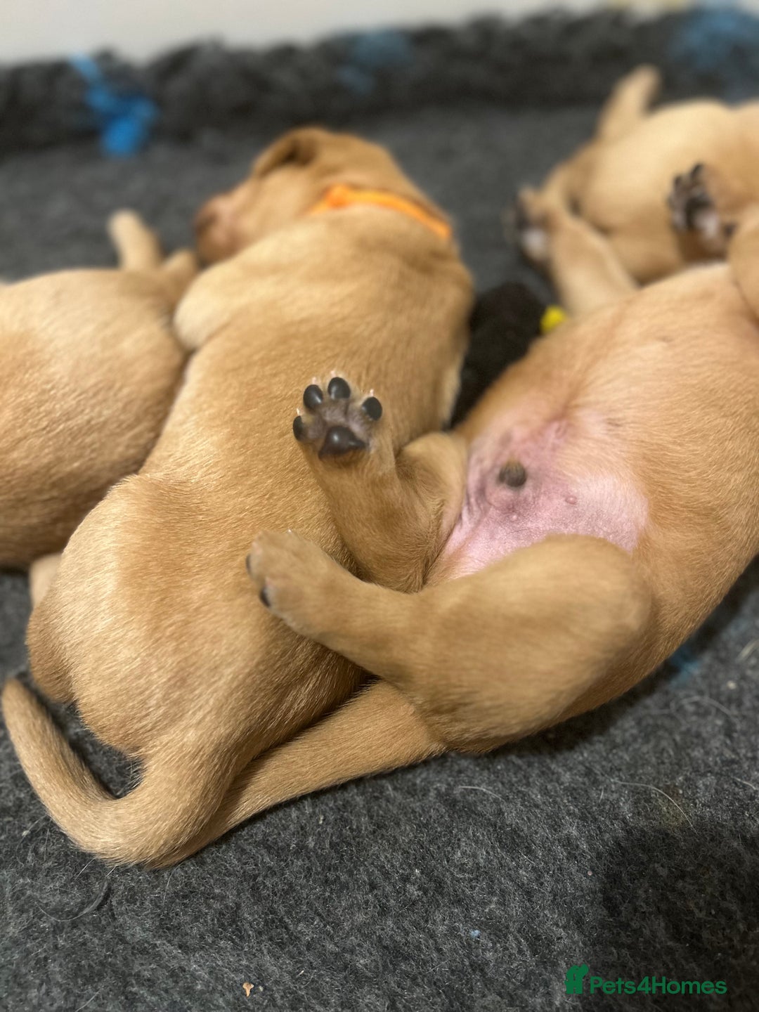 Labrador Retriever dogs for sale: Family/Working bred KC Labradors - Image 12