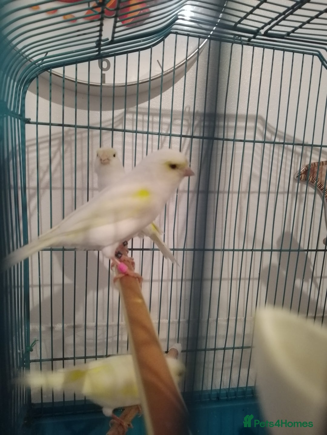 Canaries birds for sale: Yellow mosaic canaries for sale  - Advert 10