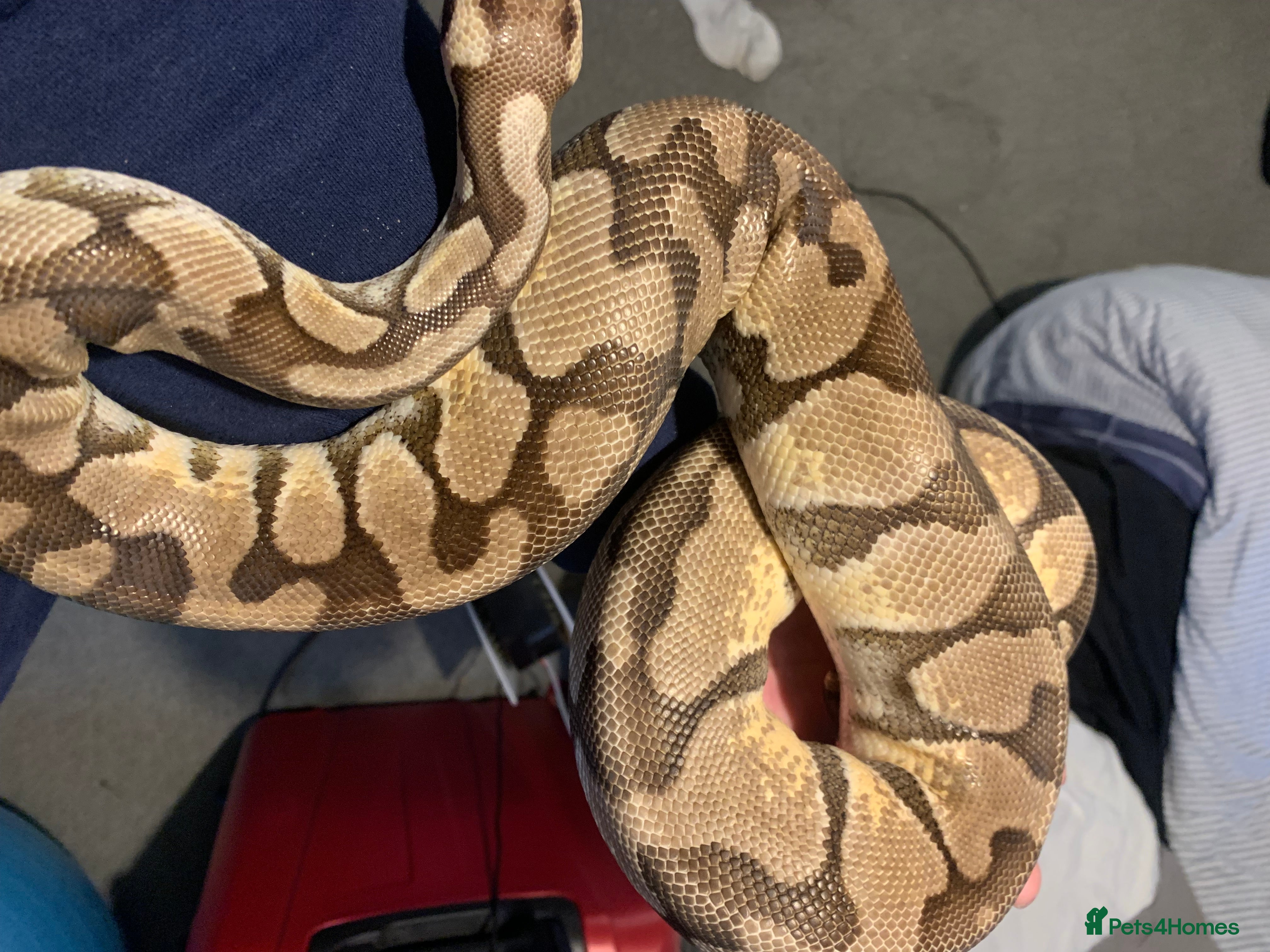 Python Snake reptiles Female enchi fire gravel ball python  - Advert 14