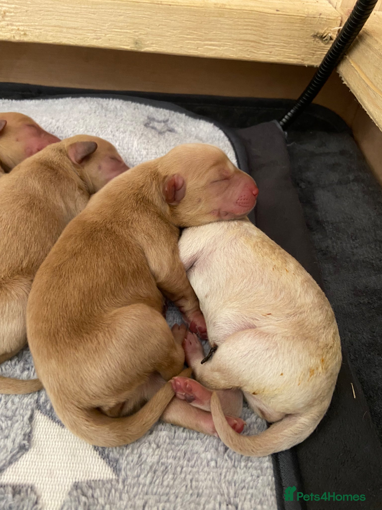 Labradoodle dogs 🐾 Exceptional Rare Multigen Labradoodle Puppies   - Advert 1