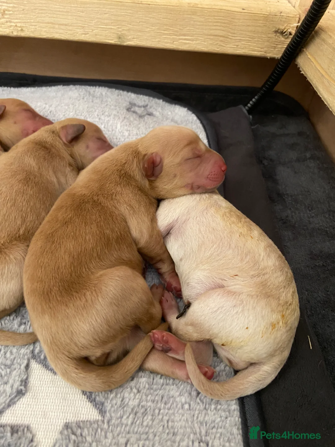 Labradoodle dogs for sale: 🐾 Exceptional Rare Multigen Labradoodle Puppies   in Salisbury - Advert 1