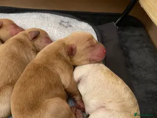 Labradoodle dogs 🐾 Exceptional Rare Multigen Labradoodle Puppies - Advert 1