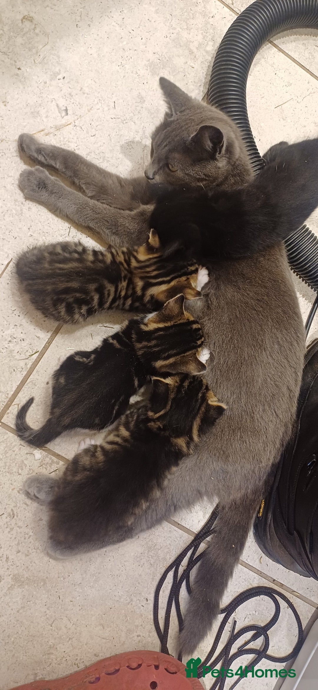 Mixed Breed cats for sale: Stunning kittens available  - Image 5
