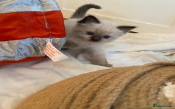 Ragdoll cats for sale: Beautiful Flame/ Cream Ragdoll kittens - Advert 15